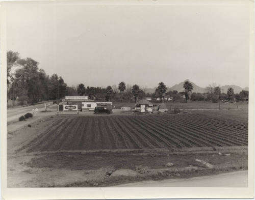 Vegetables Grown at 16th Street and Roosevelt Welfare Garden
