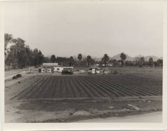 Vegetables Grown at 16th Street and Roosevelt Welfare Garden