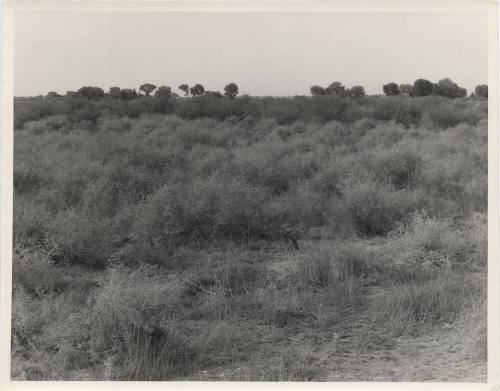 Welfare gardens before cleaning at lateral 17 and west broadway