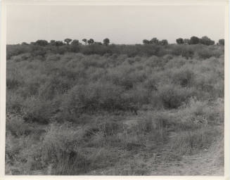 Welfare gardens before cleaning at lateral 17 and west broadway