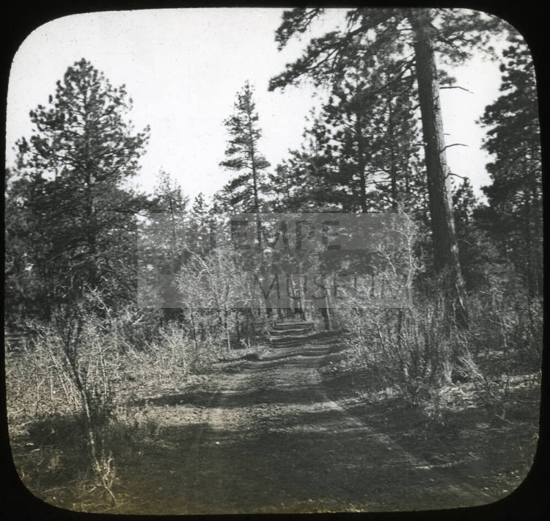 Rim of the Grand Canyon, Coconino Forest, Arizona