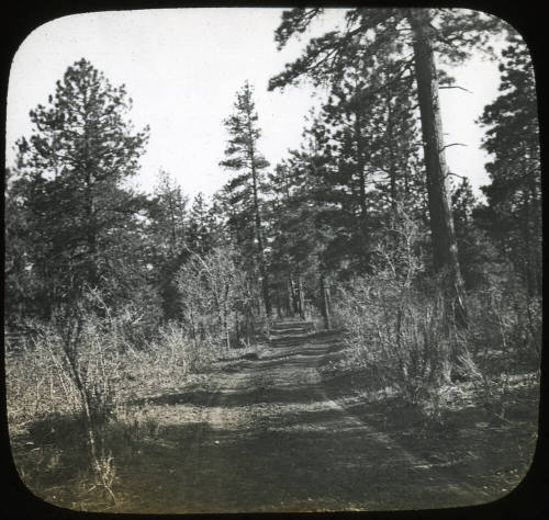 Rim of the Grand Canyon, Coconino Forest, Arizona