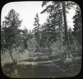 Rim of the Grand Canyon, Coconino Forest, Arizona