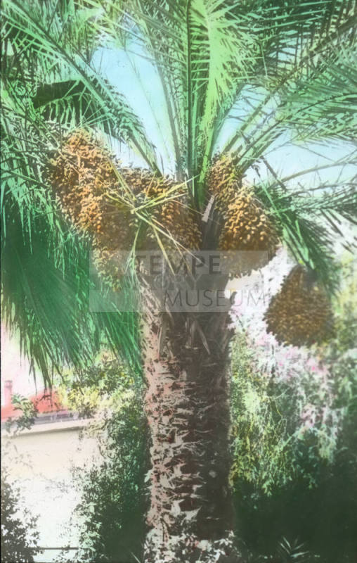 Date Palm and Fruit, Tempe, Arizona