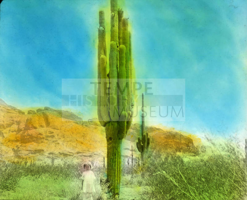 Saguaro Cactus, Arizona