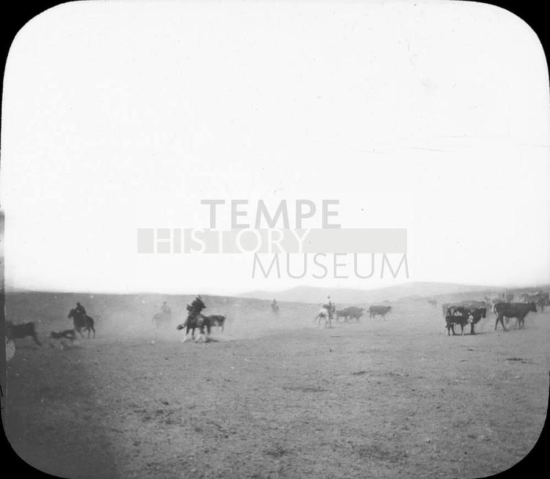 Charles Cattle Range, Arizona