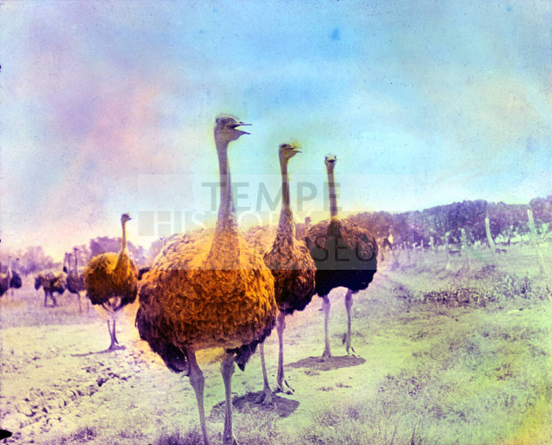 Ostriches, Arizona