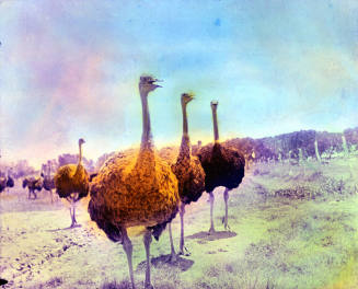 Ostriches, Arizona