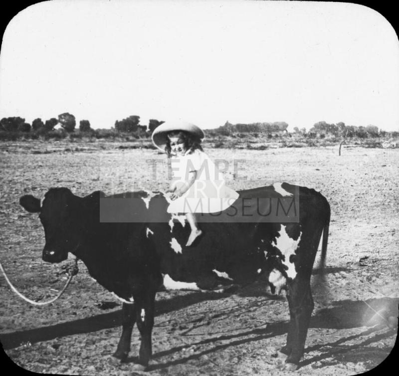 Rough rider - Little girl on steer.