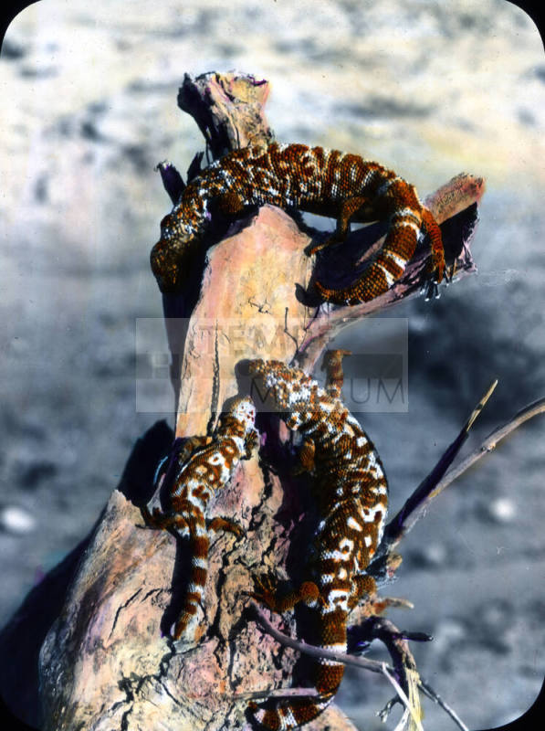 Gila Monsters, Tucson, Arizona
