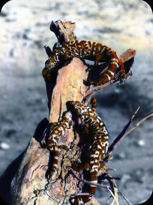 Gila Monsters, Tucson, Arizona