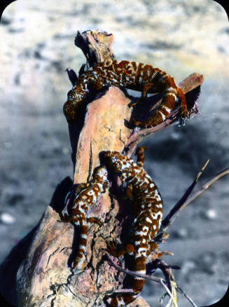Gila Monsters, Tucson, Arizona