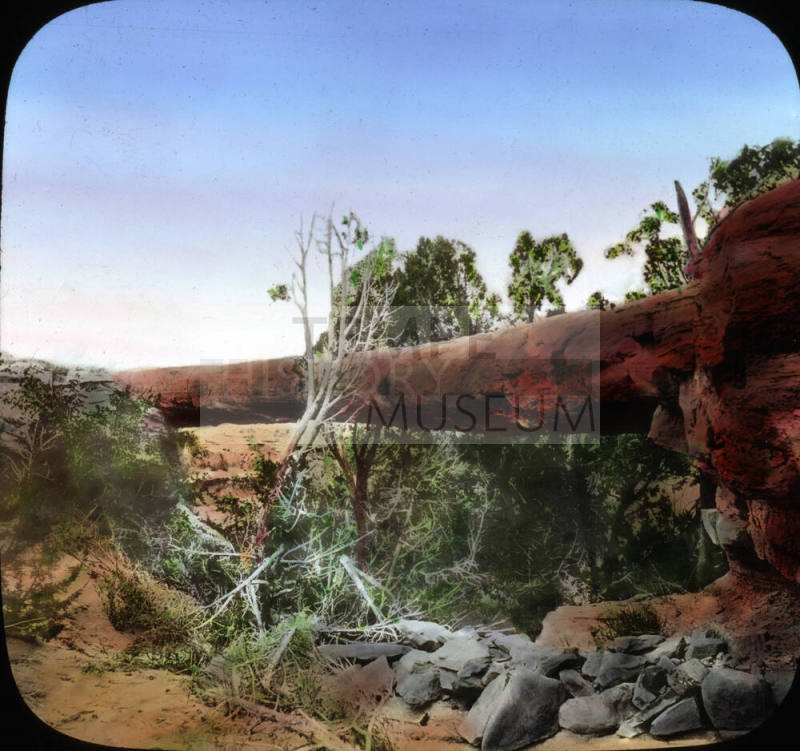 The Tree Bridge, Petrified Forest, Arizona
