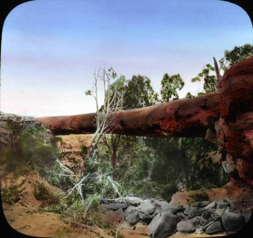 The Tree Bridge, Petrified Forest, Arizona