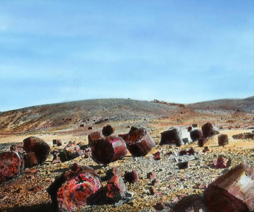 Shattered Trunks, Petrified Forest, Arizona