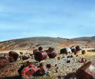 Shattered Trunks, Petrified Forest, Arizona
