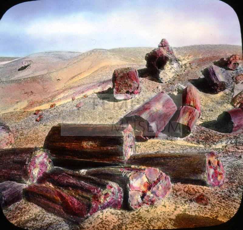 Thrunks scattered over the ground, Petrified Forest, Arizona