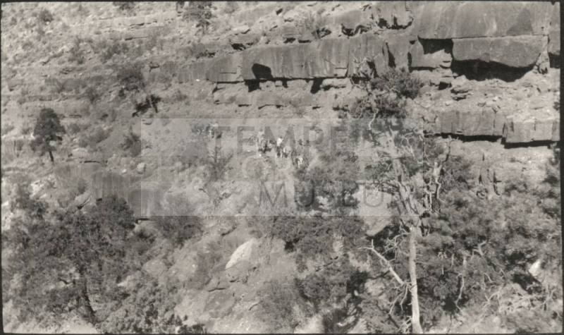 people riding pack mules, probably at the Grand Canyon