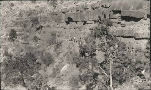 people riding pack mules, probably at the Grand Canyon