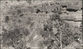 people riding pack mules, probably at the Grand Canyon