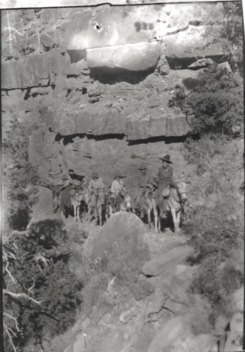 trail ride on pack mules, probably at the Grand Canyon