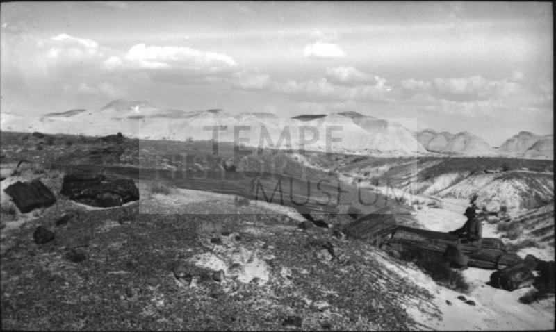 Petrified Forest National Park