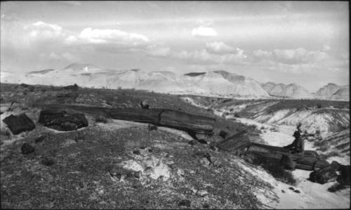 Petrified Forest National Park