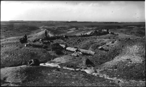 Petrified Forest National Park