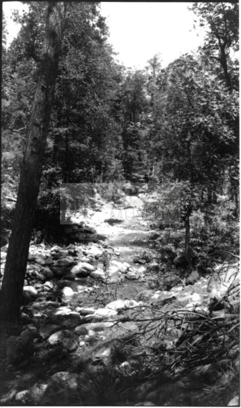 view of woods