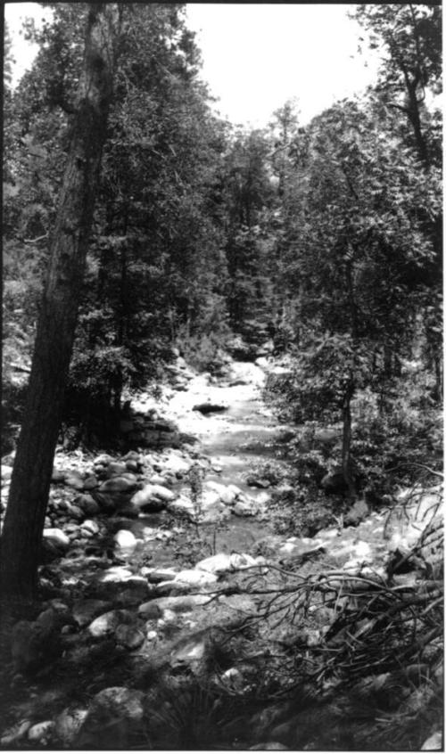 view of woods