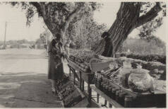 Photograph - Hank buying cactus candy