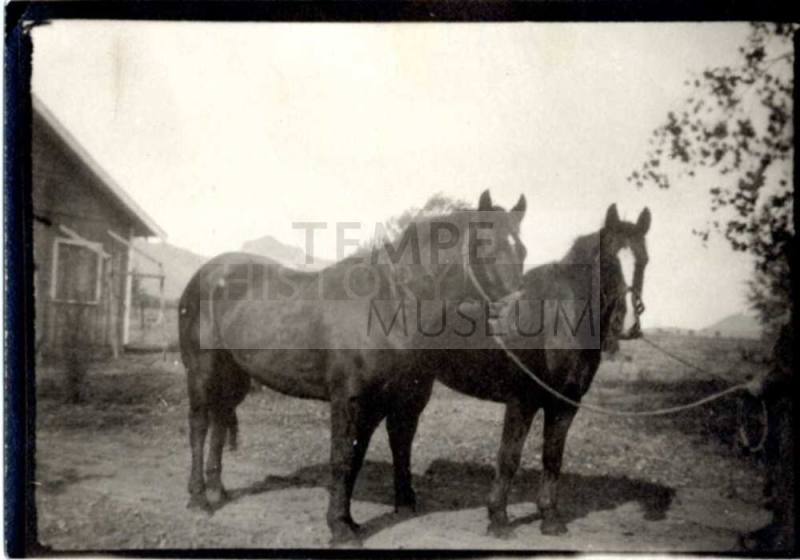 Photograph - Two horses
