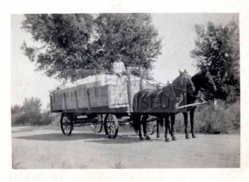 Photograph - Wagon load of cotton