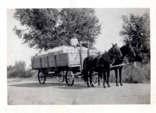 Photograph - Wagon load of cotton