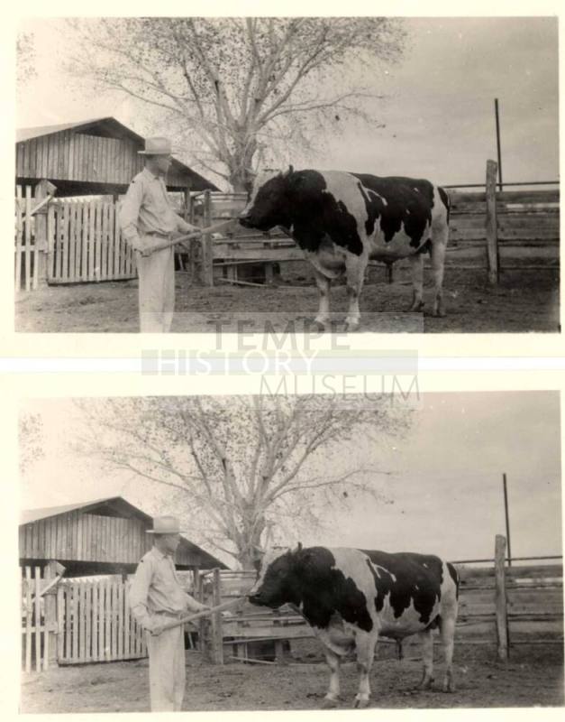 Photograph - A prize bull King Segis Orndyke Korndyke 10th with owner
