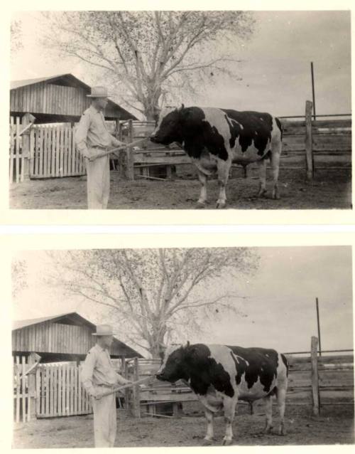 Photograph - A prize bull King Segis Orndyke Korndyke 10th with owner