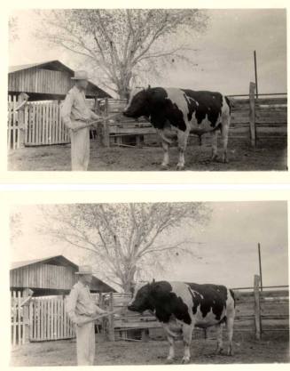 Photograph - A prize bull King Segis Orndyke Korndyke 10th with owner