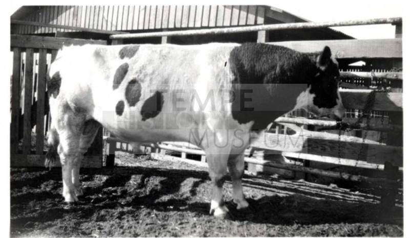 Photograph - Prize Bull King Orndyke Cornicopia Cordyke