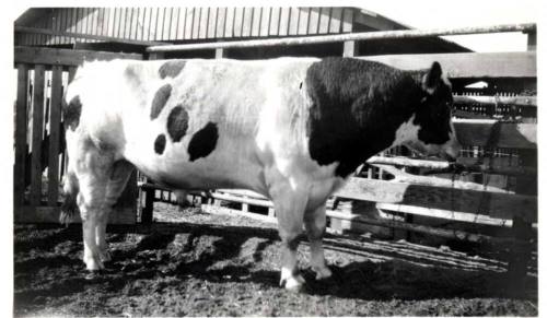 Photograph - Prize Bull King Orndyke Cornicopia Cordyke