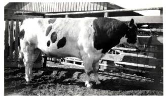 Photograph - Prize Bull King Orndyke Cornicopia Cordyke