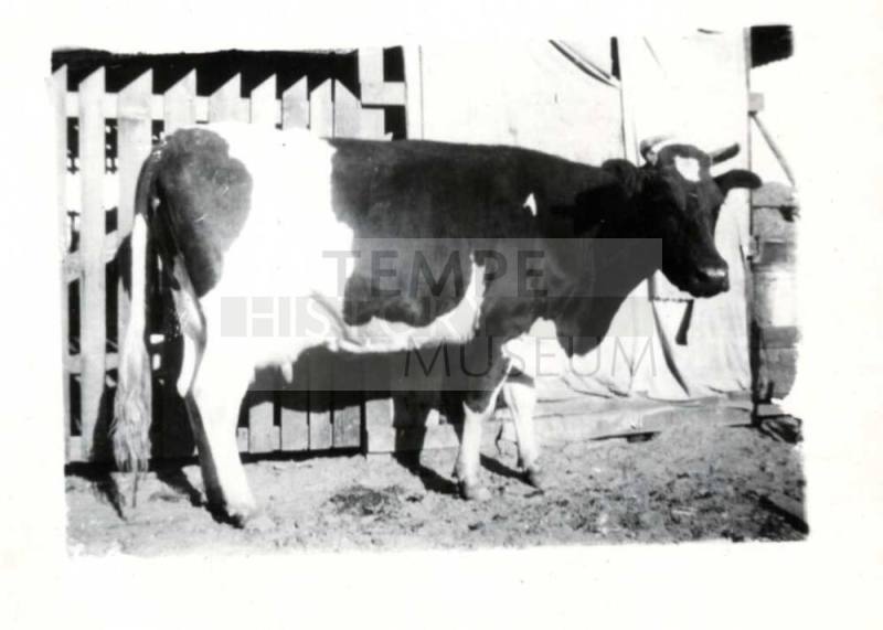 Photograph - Holstein Cow - Beauty
