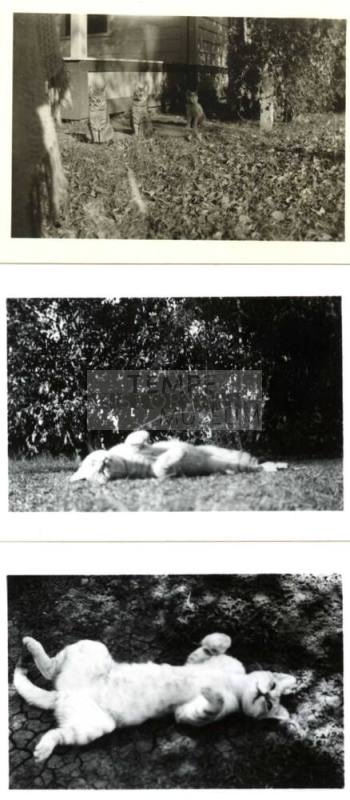 Joann Raymond's Cats