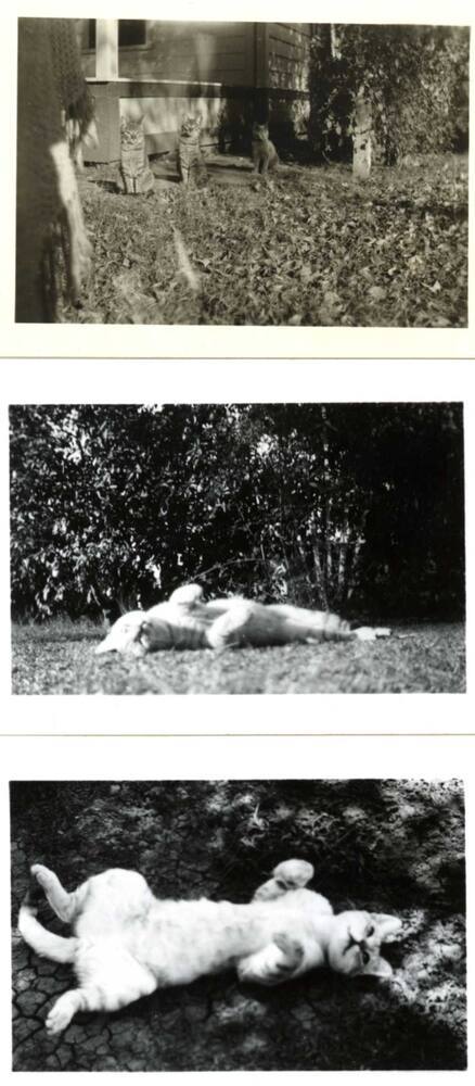 Joann Raymond's Cats