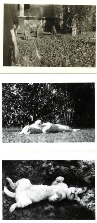 Joann Raymond's Cats
