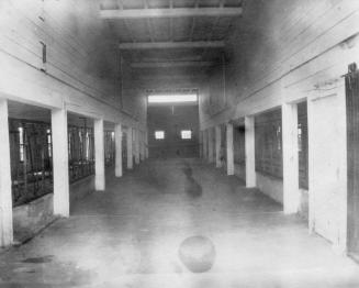 Interior of barn (?) possibly dairy
