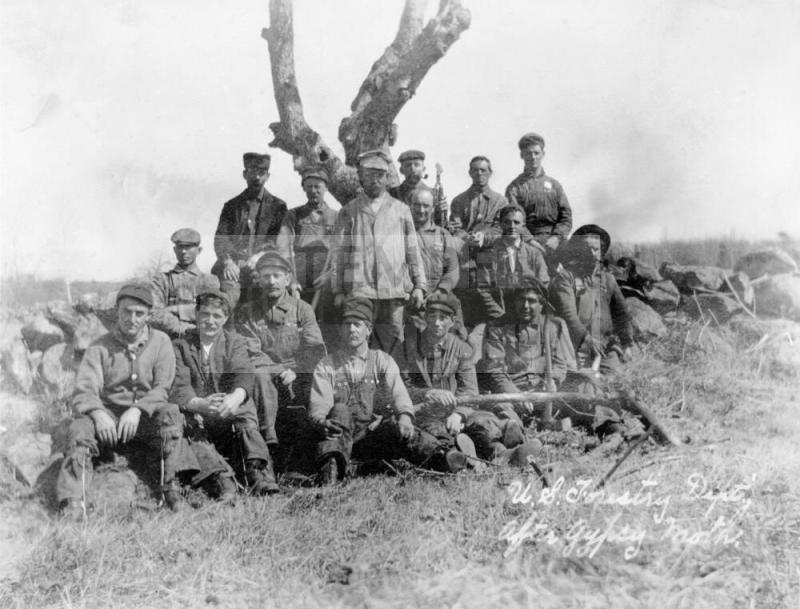 Group portrait possibly including D.Stanion. Written on photo is "U.S.Forestry Dept. //After Gypsy Moth"