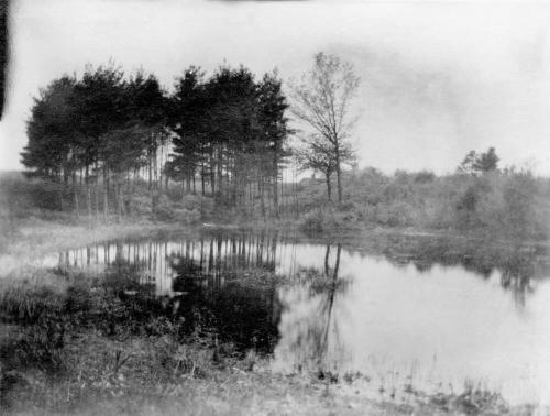 Pond and trees North Reading, Mass.