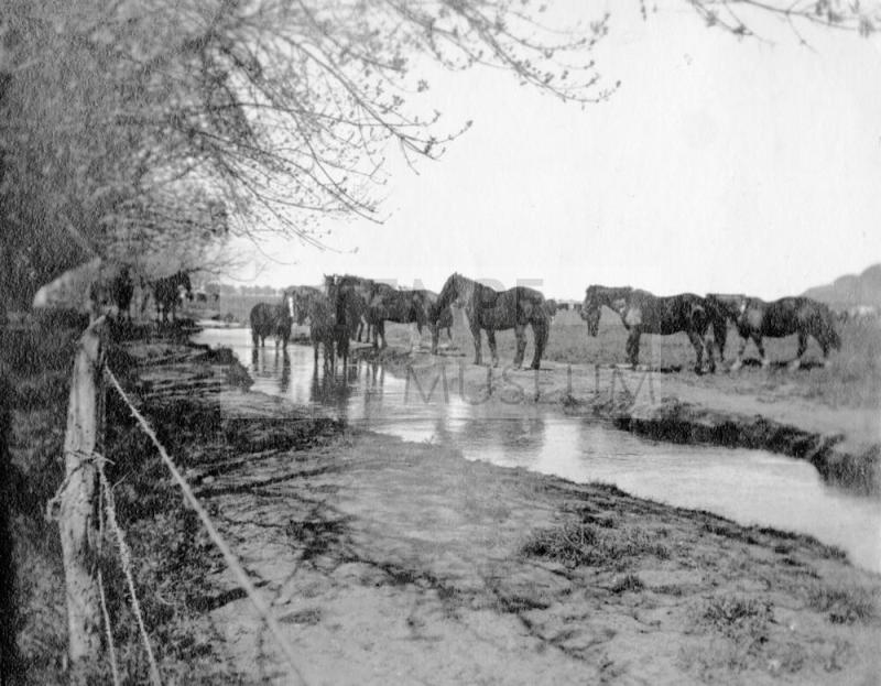 Irrigation canal with horses