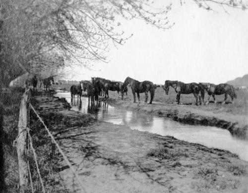 Irrigation canal with horses