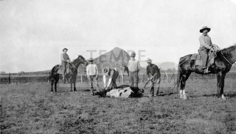 Several men checking roped cattle. Niels Petersen standing in middle of group